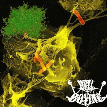 Hell Bovine : DxTxS - Hell Bovine